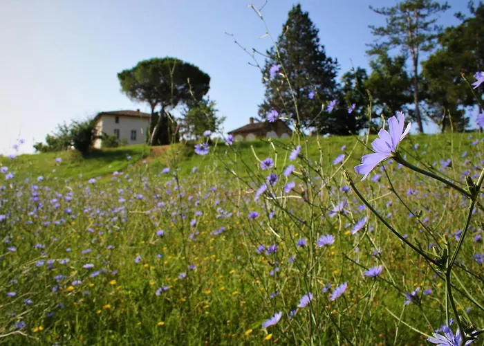 Opera D'oro Piegaro (Umbria)